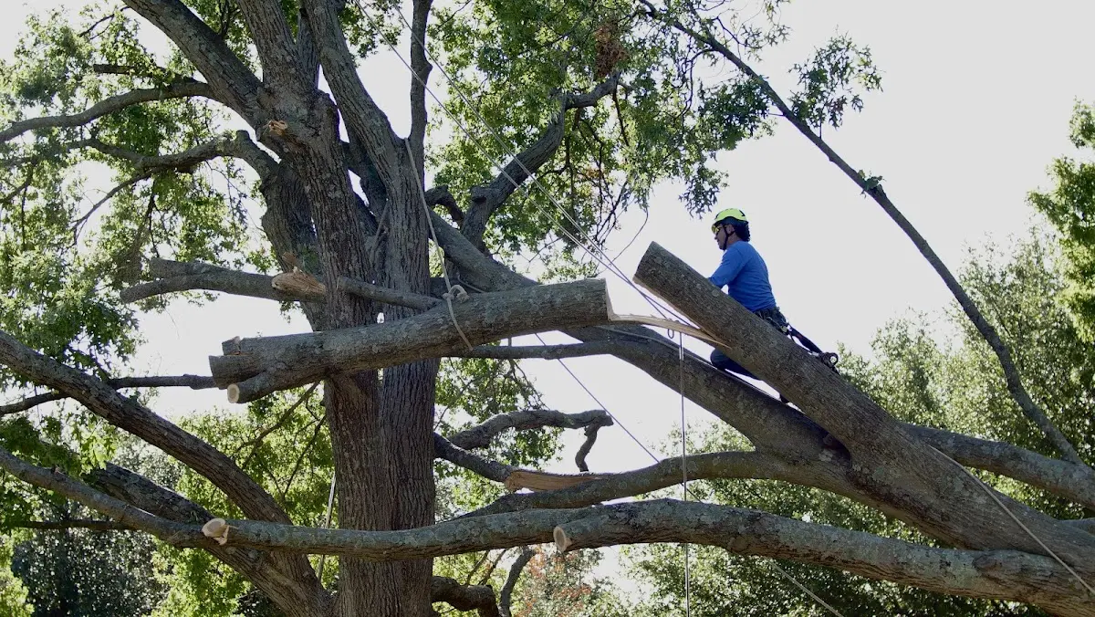 Professional Crown Thinning performed by certified arborists in Cromona